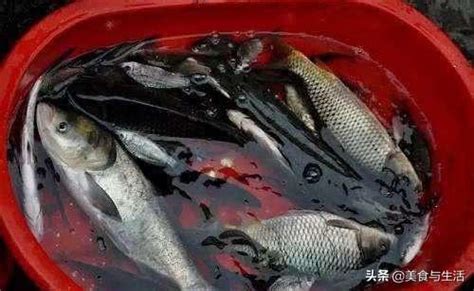 魚死掉怎麼處理|[閒聊] 愛魚死後怎麼處理？